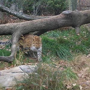 Amur Leopard