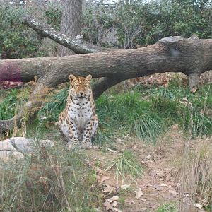 Amur Leopard