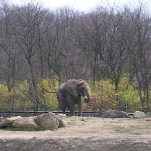 African Elephant