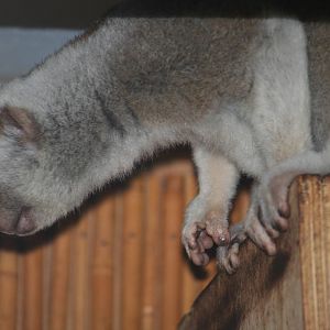 Bengal slow loris