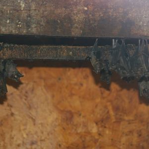 Seba's short-tailed bats