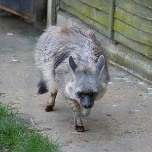 Southern aardwolf