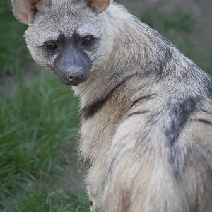Eastern aardwolf
