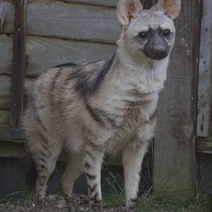 Eastern aardwolf