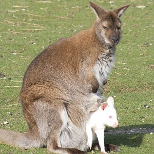 Red-necked wallaby