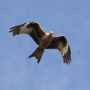 Wild red kite