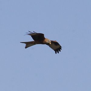 Wild red kite