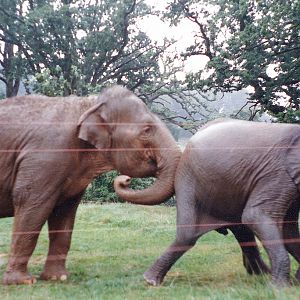 Elephants at Longleat