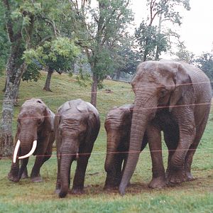 Elephants at Longleat
