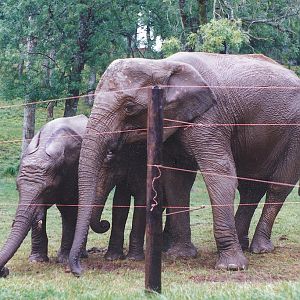 Elephants at Longleat