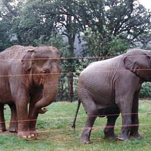 Elephants at Longleat