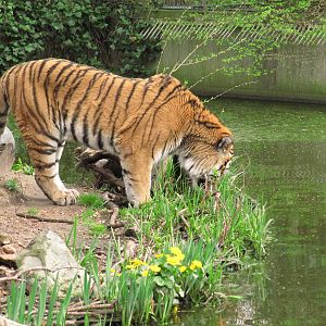 Amur tiger, Duisburg Zoo