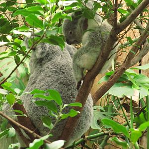 Koala, Duisburg Zoo