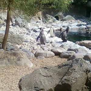 penguin exhibit Colchester