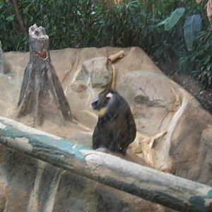 Mandrill