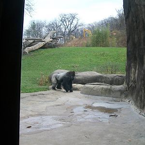 Western Lowland Gorilla