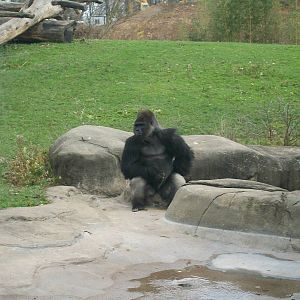 Western Lowland Gorilla