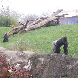 Western Lowland Gorilla