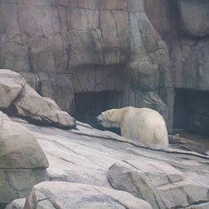 Polar Bear