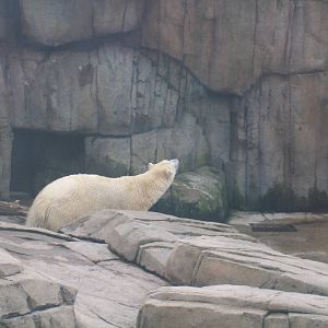 Polar Bear