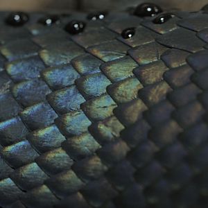Scales on Boelens python