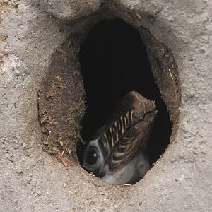 Visayan tarictic hornbill