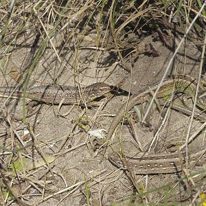 Sand lizards