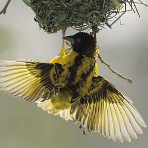 Black-headed village weaver
