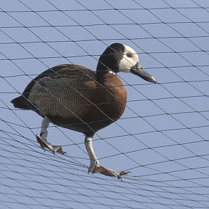 White-faced whistling duck escapee