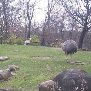 Dama Gazelle/Ostrich