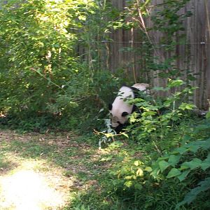 Giant Panda