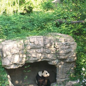 Giant Panda