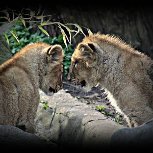 asiatic lion cubs