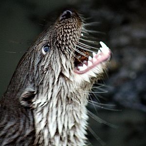 small-clawed otter