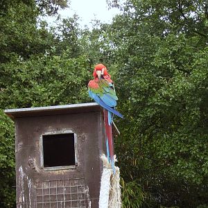 Parrot - 2006