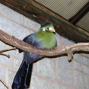White-cheeked touraco - 2006