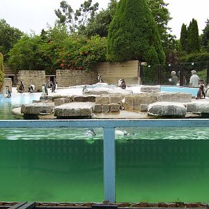 Penguin exhibit - 2006