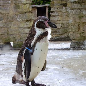 Penguin - 2006