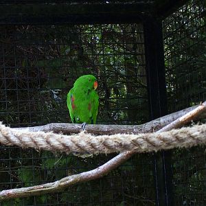 Eclectus parrot - 2006
