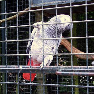 Parrot - 2006