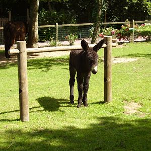 Poitou Donkey - 2007