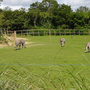 African Exhibit - 2007
