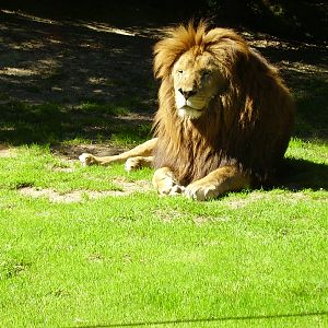 Lion - 2007