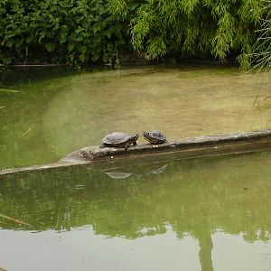 Terrapins - 2008