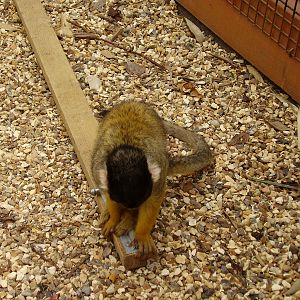 Teaching them how to escape! - 2008