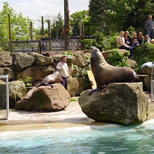 Sealions - 2008