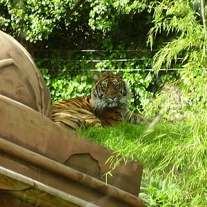 Tiger - 2008