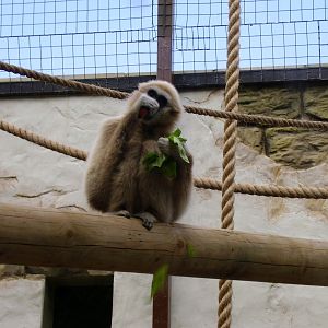 Gibbon - 2008