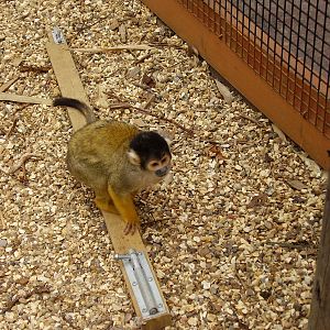 Teaching them how to escape! - 2008