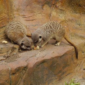 Meerkats - 2006